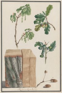 Tanulmányok egy angol tölgy, Quercus robur, 1788 virágairól, terméseiről és törzséről. alkotó: Ludwig Pfleger