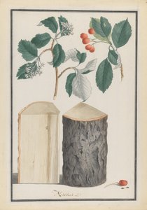 Az Aria Sorbus alnemzetség leveleinek, virágainak, terméseinek és törzsének tanulmányozása, 1788. alkotó: Ludwig Pfleger