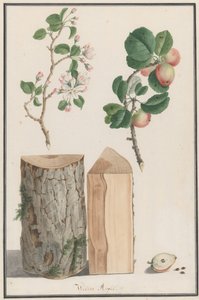 A Malus sylvestris 1788-as vadalmafa törzsének, virágainak és termésének tanulmányozása. alkotó: Ludwig Pfleger