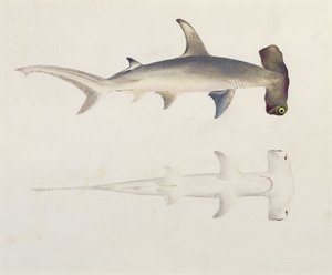 Egy kalapácsfejű cápa, Loheia, korábban James Bruce-nak (1730-94) tulajdonították (wc és gouache grafiton a papíron)