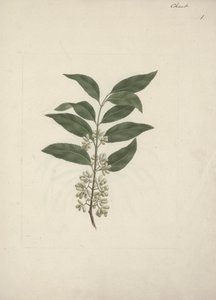 Történet Edulis Forsk. (Khat): Kész rajz