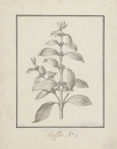 Coffea arabica L. (Arabica kávé): leveles hajtás és bogyók kész rajza