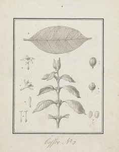 Coffea arabica L. (Arabica kávé): leveles hajtás kész rajza, virágok, levelek és gyümölcsök részleteivel alkotó: Luigi Balugani