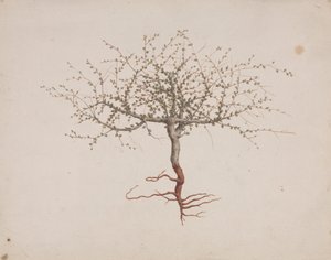 Commiphora gileadensis (L.) C. Chr. (Gileád balzsama, Opobalsam): kész rajzolás, ha a fa szokása (gyökerekkel)
