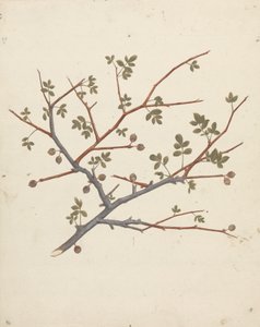 Commiphora gileadensis (L.) C. Chr. (Gileád balzsama, Opobalsam): termőág kész rajza