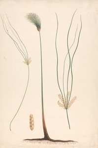 Cyperus papyrus L. (Papyrus Sedge): gőz- és virágfej kész rajza, a virágzat részleteivel balra és jobbra