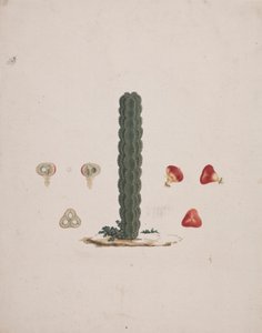 Euphorbia abyssinica J.F. Gmel. (Ethiopian Tree-Spurge): egyetlen törzs kész rajza, egész és feldarabolt gyümölcsök részleteivel
