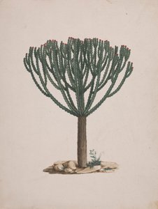 Euphorbia abyssinica J.F. Gmel. (Ethiopian Tree-Spurge): kész rajz a fa habitusáról