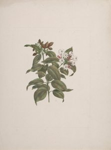 Jasminum dichotomum Vahl (afrikai jázmin): kész rajz alkotó: Luigi Balugani