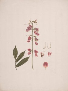 Millettia ferruginea (Hochst.) Baker: kész rajz néhány részlet kizárásával alkotó: Luigi Balugani