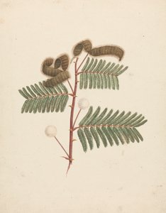 Mimosa pigra (L.): kész rajz
