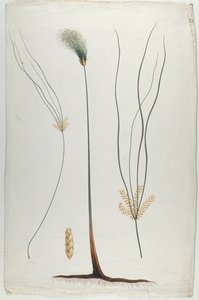 Papirusz (Növény és gyökér részlet), James Abyssinian Bruce (1730-94) után (wc grafitra, papírra)