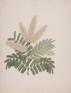 Pterolobium stellatum (Forssk): kész rajz alkotó: Luigi Balugani