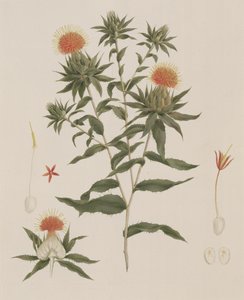 Sussa (levelek, virágok és részletek) korábban James Bruce-nak (1730-94) tulajdonították (wc grafit felett a papíron)