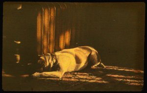Színes fénykép alvó kutya napfényben Autochrome LumiÃ¨re és egy 35mm jött...