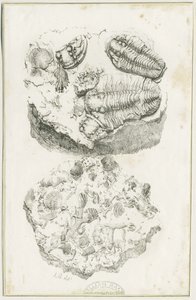 Dudley – Fosszíliák: litográfia, nd [c 1825] (nyomtatás) alkotó: Luke Booker