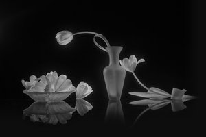 Elegáns fekete és fehér tulipánok alkotó: Lydia Jacobs
