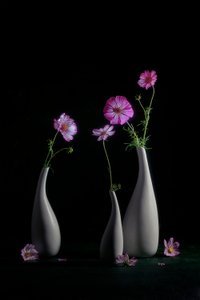 Elegáns kozmoszcsendélet alkotó: Lydia Jacobs