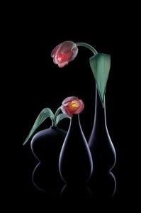 Elegáns ragyogó tulipánok alkotó: Lydia Jacobs