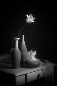 Elegáns tulipáncsendélet alkotó: Lydia Jacobs
