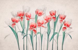 Éteri rózsaszín tulipánok