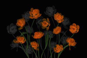 Ragyogó narancssárga tulipánok alkotó: Lydia Jacobs