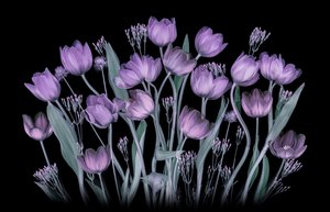 Ragyogó lila tulipánok alkotó: Lydia Jacobs
