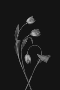Monokróm tulipánkecsesség alkotó: Lydia Jacobs