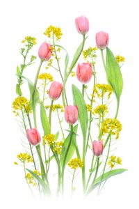 Rózsaszín tulipánok és sárga virágok