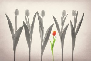 A vörös tulipán kiemelkedik alkotó: Lydia Jacobs