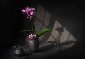 Árnyékba borult orchidea eleganciája