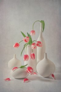 Halványrózsaszín tulipánok alkotó: Lydia Jacobs