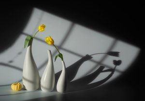 Napfényes tulipánok és árnyékok alkotó: Lydia Jacobs