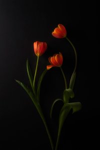 Élénk tulipánok sötét háttér előtt alkotó: Lydia Jacobs