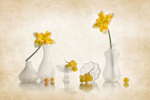 Sárga nárciszok és szőlő alkotó: Lydia Jacobs