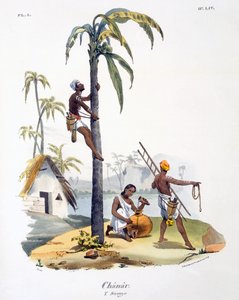 A Nadar kasztba tartozó férfi pálmafára mászik, 1827-35