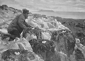 Kormoránfészkek, Farne-szigetek, 1896