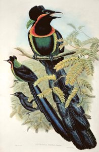Arfak Astrapia, Astrapia Nigra - Paradicsommadár