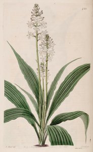 Calanthe triplicata (mint szin. Calanthe veratrifolia) (növény) illusztrációja