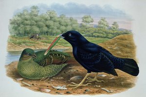Ptilonorhyncus Violaceus, Satin Bowerbird alkotó: M. Hart