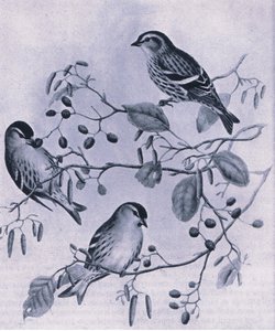 Siskins, Nature in Britain, Collins, 1946
