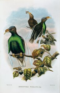 Wallace Standard Wing Semioptera Wallecei