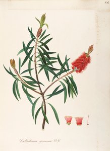 Albany Bottlebrush (Callistemon speciosum DC), Myrtaceae, kitartó levelű cserje, Ausztráliában őshonos, akvarell alkotó: Maddalena Lisa Mussino