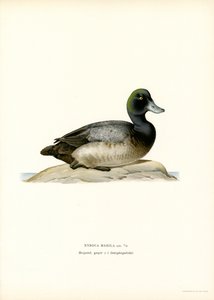 Amerikai kacsa (színes litho) alkotó: Magnus Ferdinand and Wilhelm von Wright