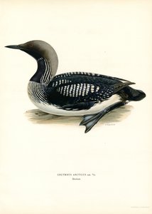 Arctic Loon (színes litó) alkotó: Magnus Ferdinand and Wilhelm von Wright