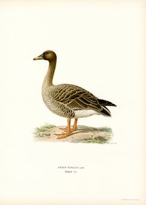 Bean Goose (színes litho) alkotó: Magnus Ferdinand and Wilhelm von Wright