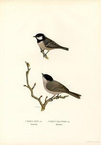 Fekete tarajos cinege (színes litó) alkotó: Magnus Ferdinand and Wilhelm von Wright