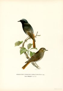 Blackstart (színes litho) alkotó: Magnus Ferdinand and Wilhelm von Wright