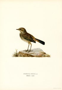 Bluethroat (színes litó) alkotó: Magnus Ferdinand and Wilhelm von Wright