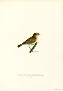 Chiffchaff (színes litó) alkotó: Magnus Ferdinand and Wilhelm von Wright